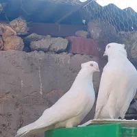 کبوتر سفید ماده