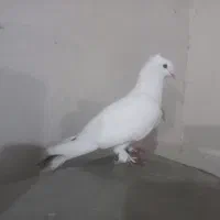 کبوتر بوشهری ویک نر پاکستانی|پرنده|کاکی, |دیوار