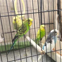 ۴ عدد مرغ عشق