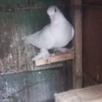 کفتر سفید پاپر تبریزی نره مست