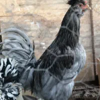 خروس زیبای مرندی|حیوانات مزرعه|اصفهان, شهرک میلاد|دیوار