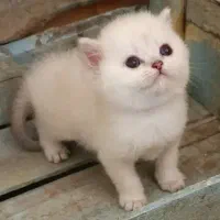 گربه بریتیش ماده و توله