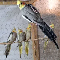 عروس هلندی