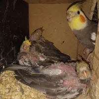 عروس هلندی مولد با ۳ تا جوجه