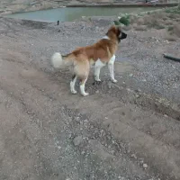 سگ نگهبان کفتر صید جوجه آلمانی رنگه چپ ساده