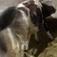 دو راس گوساله سمینتال|حیوانات مزرعه|سنندج, |دیوار