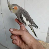 عروس هلندی کاملا اهلی|پرنده|آذرشهر, |دیوار