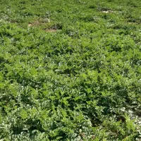 اجاره 5هکتار زمین کشاورزی|اجارهٔ دفتر صنعتی، کشاورزی، تجاری|فیروزآباد (فارس), |دیوار