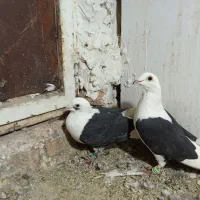 جفت پشتی سیاه گراف میزون|پرنده|جلگه رخ, |دیوار