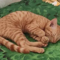گربه خونگی