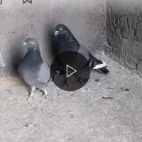 ۲عددکفترغریبگیرگرفتم