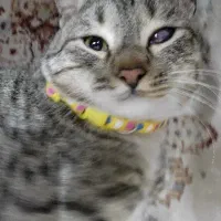 گربه گمشده|حیوانات|قم, تولید دارو و یخچال|دیوار