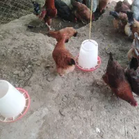 مرغ گلپایگانی تخم گذار جوان  دونه ای یک تومن