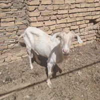 فروش بز شیرا