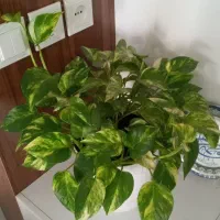 بسیار زیبا