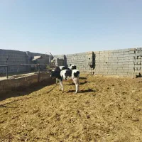 گوساله|حیوانات مزرعه|حبیب آباد, |دیوار