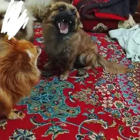 سگ فی ۷۰۰|سگ|تربتحیدریه, اندیشه|دیوار