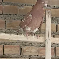 کبوتر یا کفتر