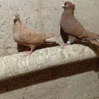 کبوتر سرخ