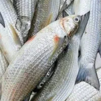 تورماهیگیری جاروفی کنارساحل دریا و راهبند رودخانه|ماهیگیری|بوشهر, |دیوار