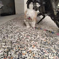 سگ شیتزو سالم نر دارای شناسنامه و لباس مخصوص