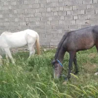 اسب مادیون و کوره ماده