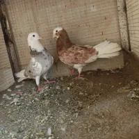 کبوتره شازده هما