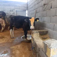 فروش گوساله سمینتال اصل