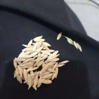 جو تمیز