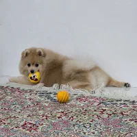 سگ پامر خرسی اصیل باهوش و آموزش پذیری بالا|سگ|کرمان, |دیوار