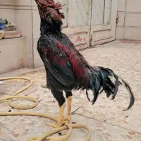 تخم نطفه دار لاری