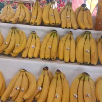 یک نیروی خانم برای میوه فروشی