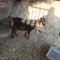 فروش یک بز و میش