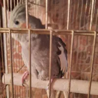 عروس  هلندی  نرو ماده  تخم  گذار