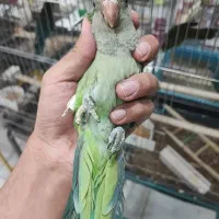 دنیای پرندگان|پرنده|زنجان, |دیوار