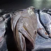 انواع ماهی صید روز