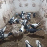 ۲۳دونه کبوترفروشی