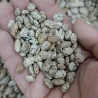 لوبیا چیتی ارتشی