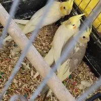 عروس هلندی دون خور|پرنده|آفتاب, |دیوار