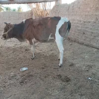 گاو بار دار ۵ماه هست|حیوانات مزرعه|بیرک, |دیوار