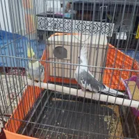 جفت عروس مولد کارداده سرحال|پرنده|بندرعباس, |دیوار