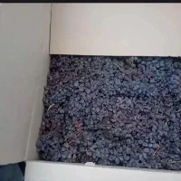 مویز انگور فخری