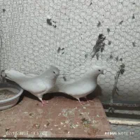 کفتر|پرنده|میبد, |دیوار