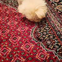 سگ پاکوتاه|سگ|ارومیه, |دیوار