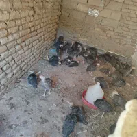 جوجه بوقلمون نر دو ماه