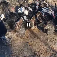 بوقلمون 100درصد100طبیعی|حیوانات مزرعه|اردبیل, |دیوار