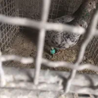 ماده سرور دورگ|پرنده|نجفآباد, جلال آباد|دیوار