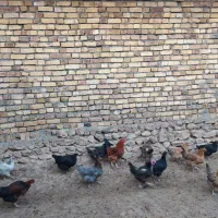 فروش 10عددمرغ جوان تخم گذار|حیوانات مزرعه|بزینه رود, |دیوار