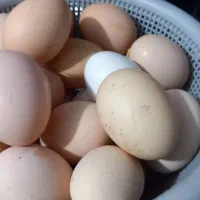تخم مرغ محلی با کیفیت