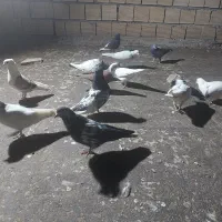 کبوتر|پرنده|معمولان, |دیوار